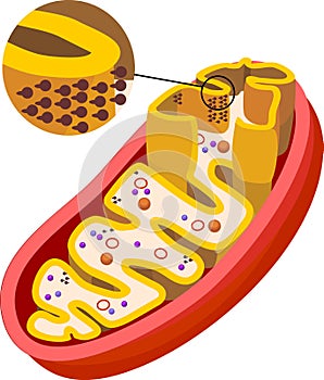 Structure of mitochondrion with ATP synthase on inner membrane photo